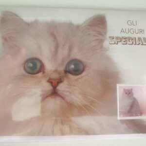 BIGLIETTO HALLMARK COMPLEANNO CON GATTO CON SCRITTA ESTERNA "GLI AUGURI SPECIALI...""